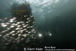 Schooling fish surrounding us on a dusk dive in Cape Town by Kerri Keet 